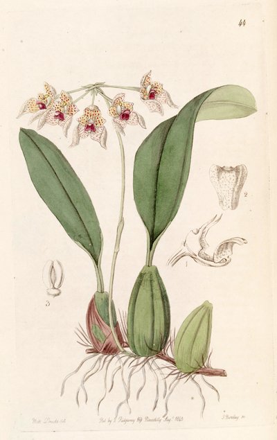 Bulbophyllum umbellatum (spelled Bolbophyllum umbellatum) by Miss Drake